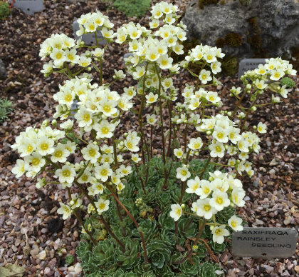 Saxifraga 'Rainsley Seedling' 